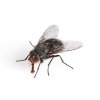 Odpudzovač hmyzu a škodcov s meniteľnými frekvenciami