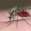 Odpudzovač hmyzu a škodcov s meniteľnými frekvenciami