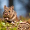 Ultrazvukový odpudzovač myší a potkanov