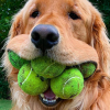 Hračka pre psa s tenisovou loptičkou