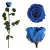 Stabilizovaná - trvácna ruža v darčekovej krabičke kráľovská modrá - stredná