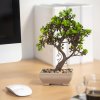 Umelá rastlina - bonsai - 18 x 24 cm - 4 druhy 