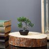 Umelá rastlina - bonsai - 10 x 13 cm 