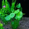 10 ks doplnkov do akvária – Zelené rastliny