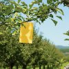 Lepová pasca na hmyz – 250 x 170 mm – žltá – 10 ks / balenie