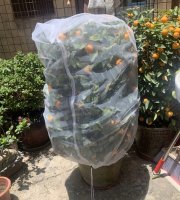 Ochranná sieťka na záhradné rastliny proti hmyzu - 100 x 150 cm