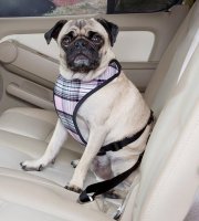 Bezpečnostný pás pre psa do auta