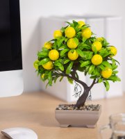 Umelá rastlina - citrónový strom - 18 x 24 cm 