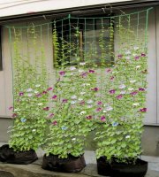 2 ks sieťky na ovocie a zeleninu