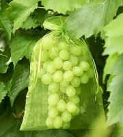 30 ks Ochranná sieť na ovocie